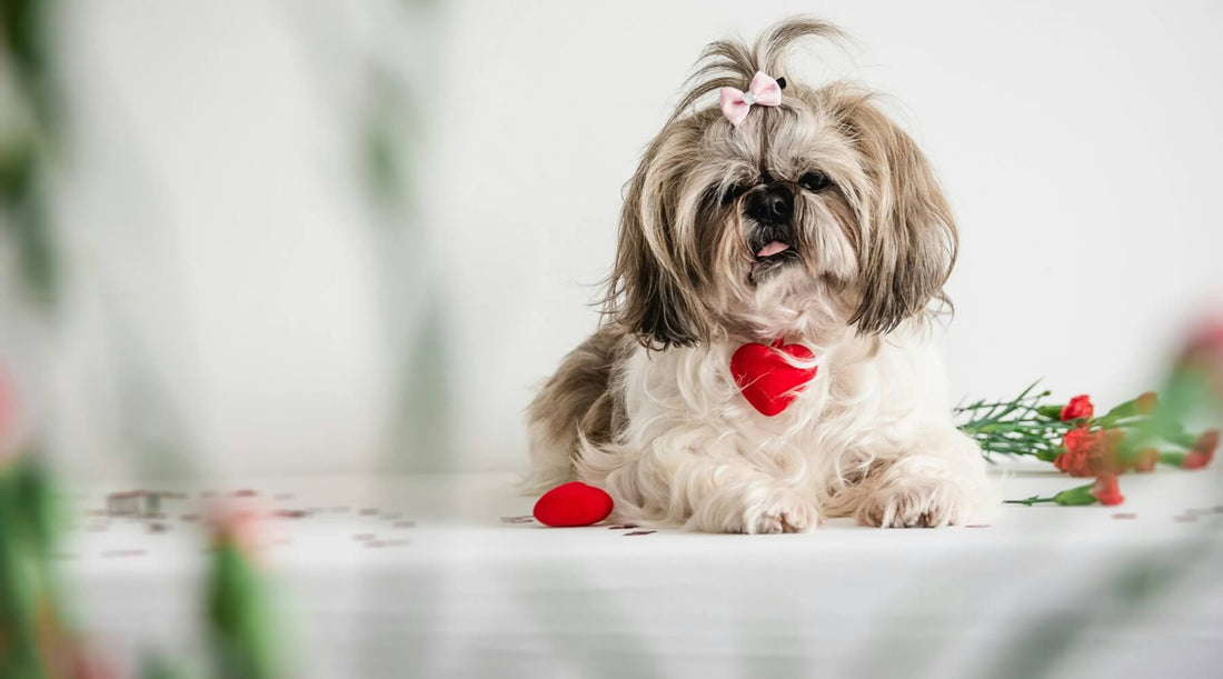 Valentine's Day gifts for dogs, a cute Shih Tzu dog with a heart-shaped tag and Valentine decorations