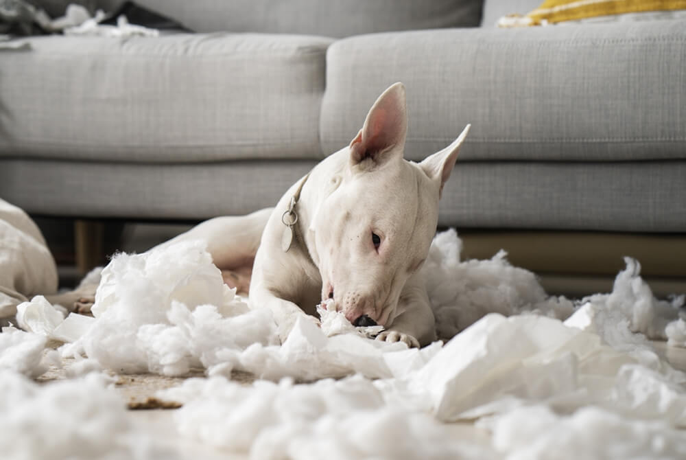 side view dog scratch the carpet and making mess home
