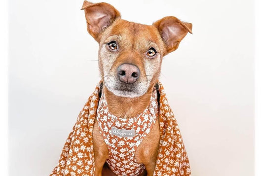 cute dog wearing a WoofFrills floral harness and blanket
