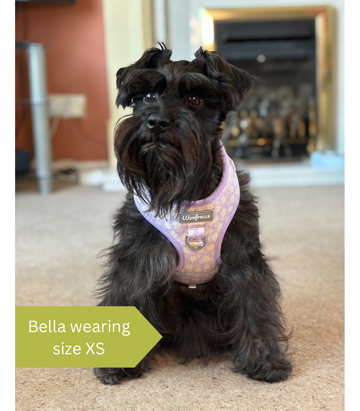 Schnauzer dog wearing a daisy small harness