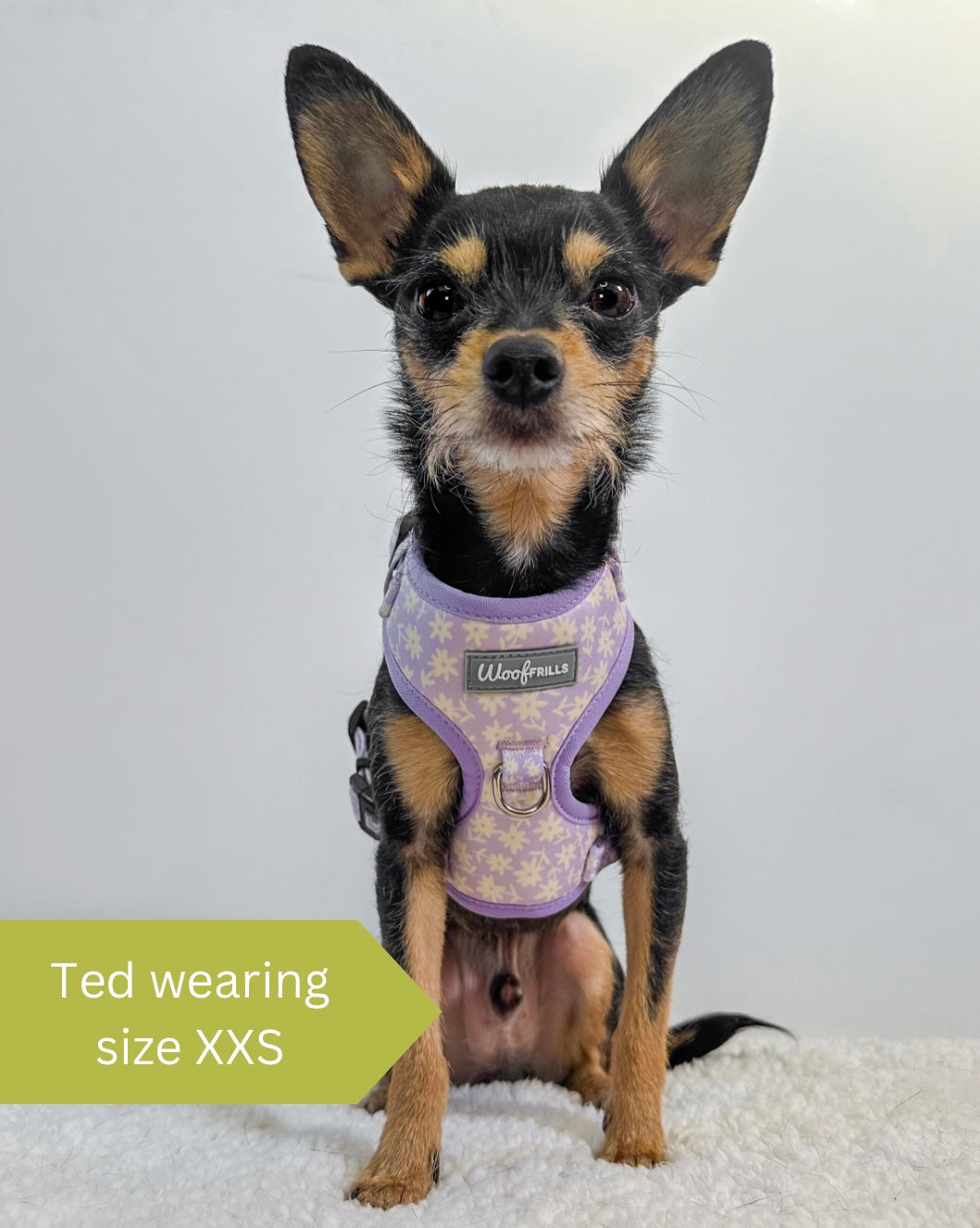 Cute dog wearing a lilac puppy harness