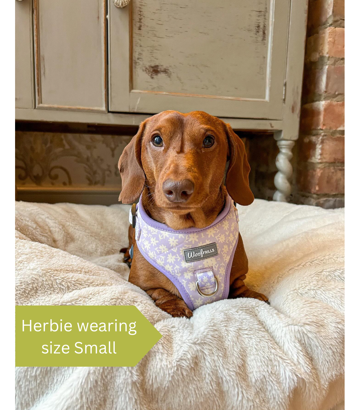 Dachshund wearing a lilac floral harness