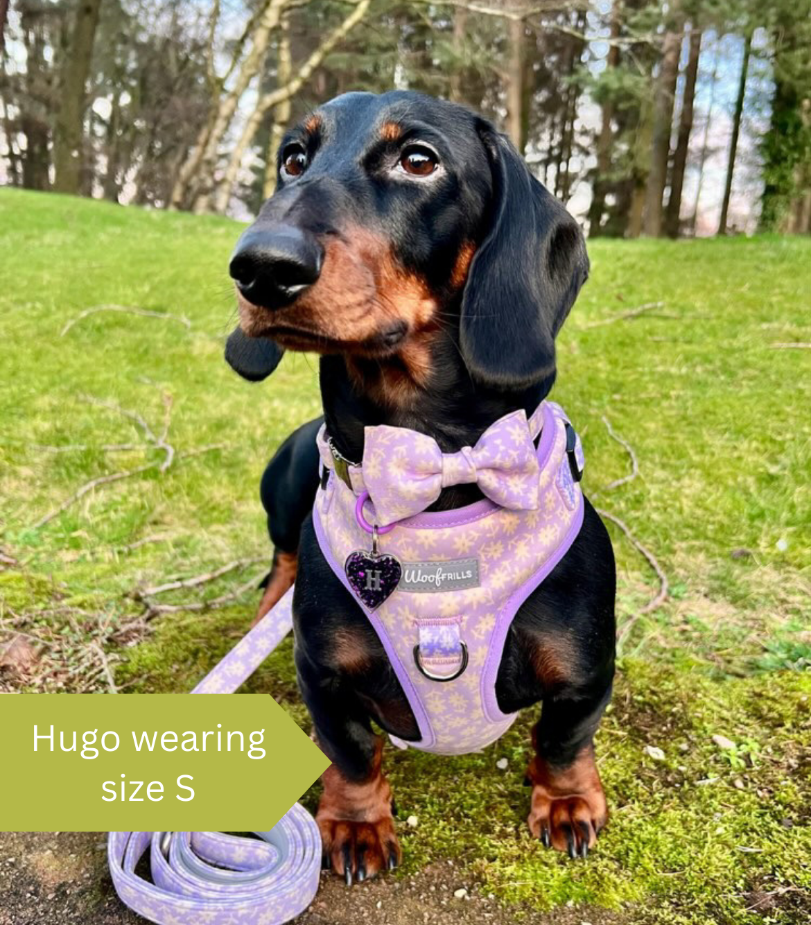 Dachshund dog wearing a lilac daisy harness
