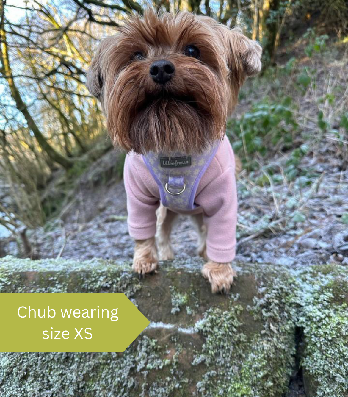 Cute dog wearing a purple harness for dogs
