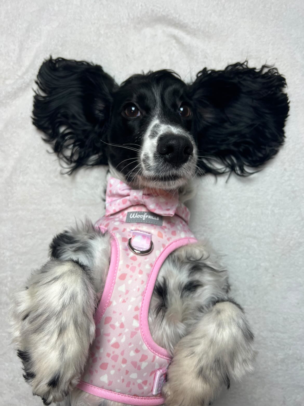 Dog Bow tie - Blushing with Love
