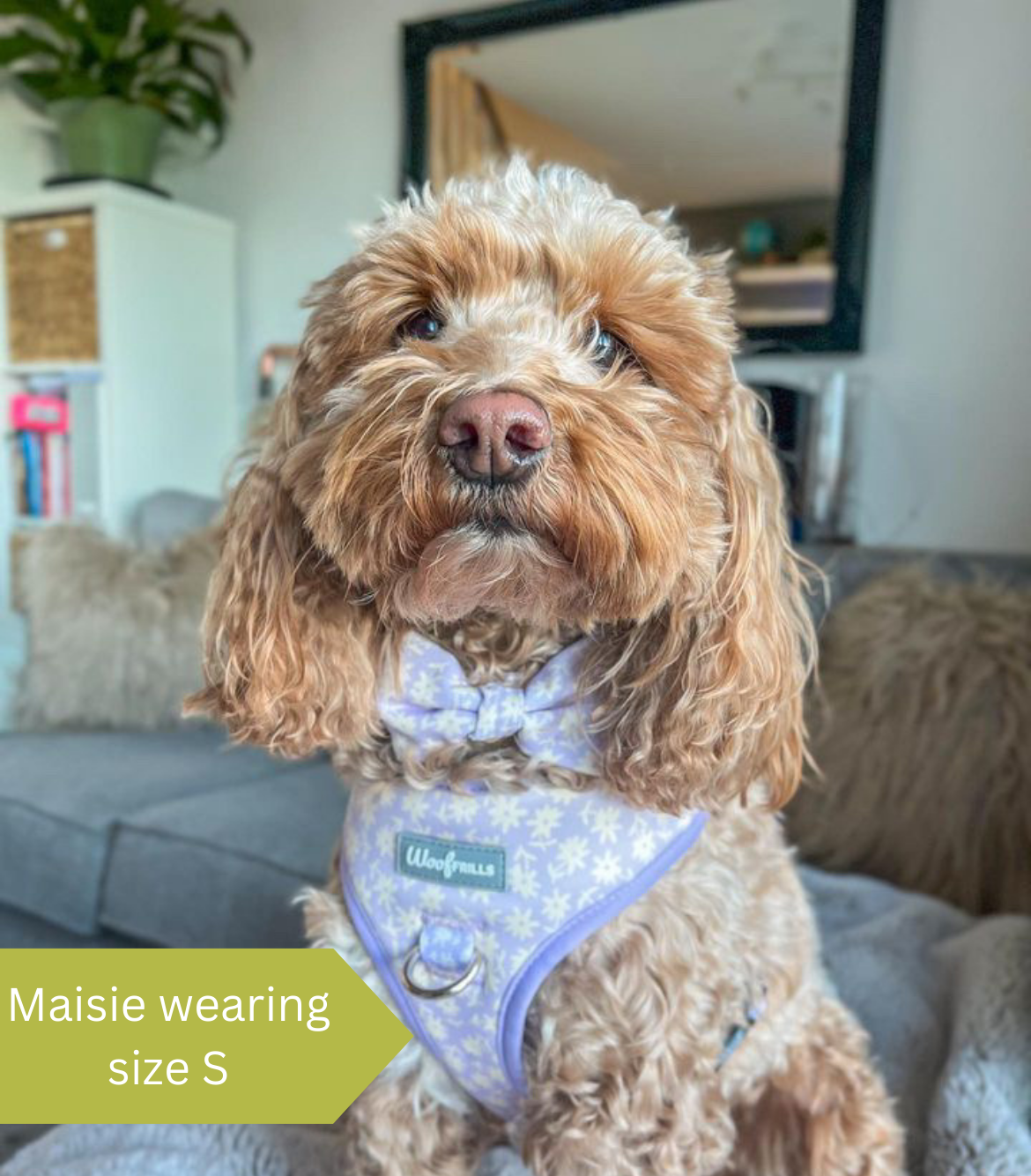 Cockapoo wearing a purple dog harness