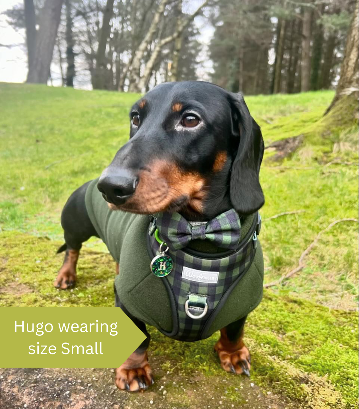 dachshund wearing a plaid harness