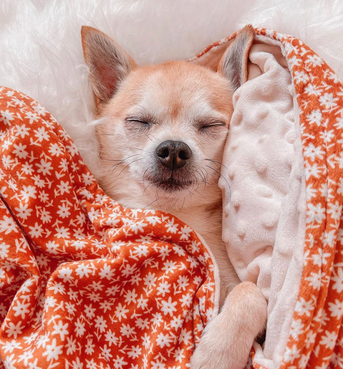 Chihuahua wrapped up in a soft dog blanket