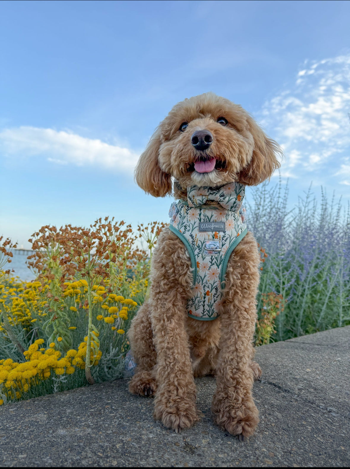 Dog Bow tie - Wildflower Strolls