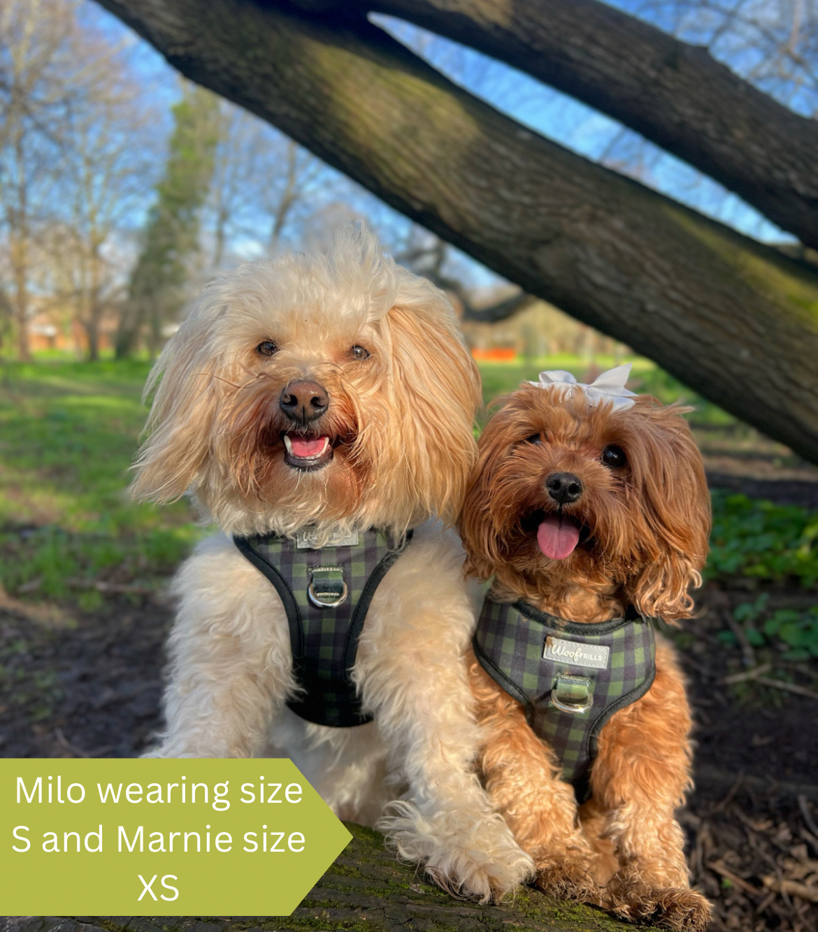 cute dogs wearing a small plaid harness