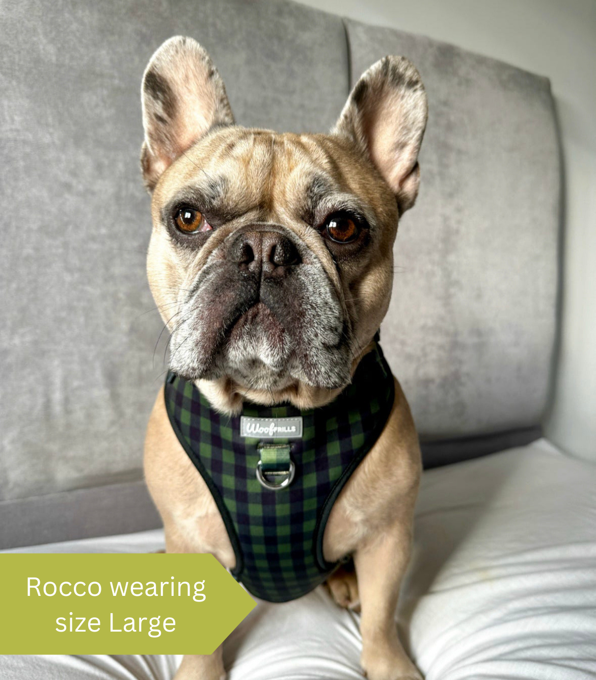 frenchie wearing a large harness