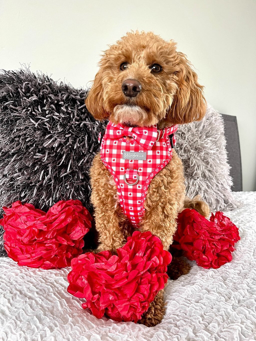 Dog Collar | Picnic to my heart