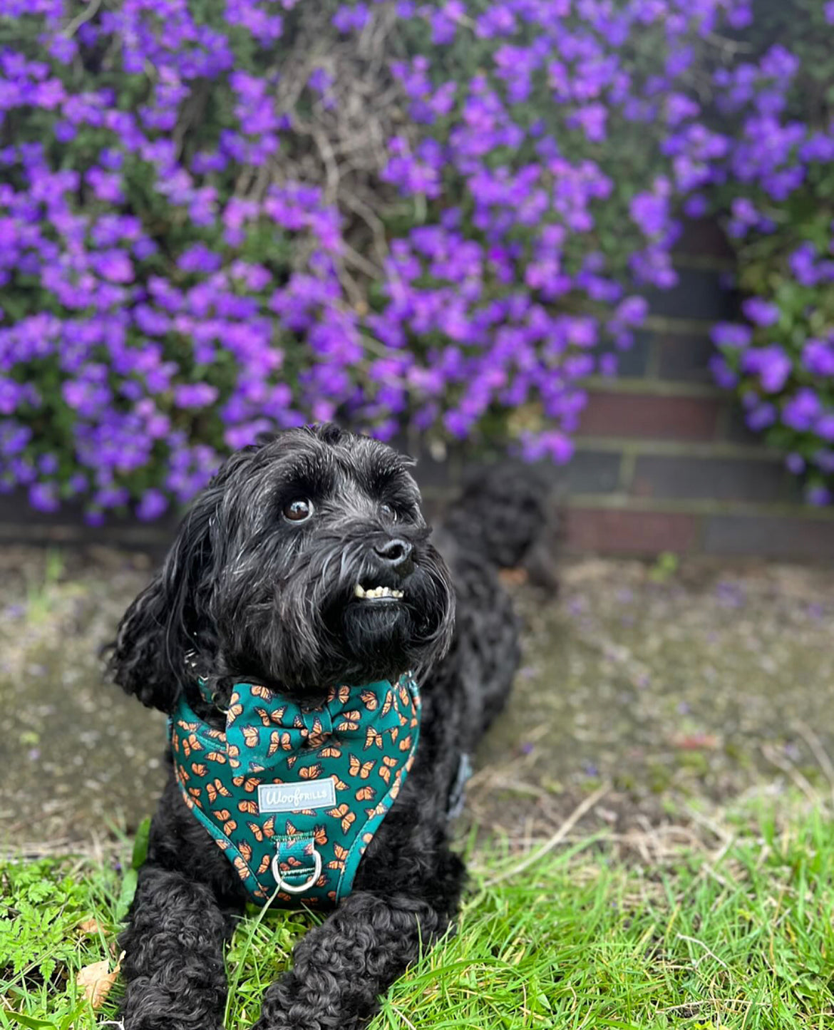 Dog Bow tie - Pupperfly Frills