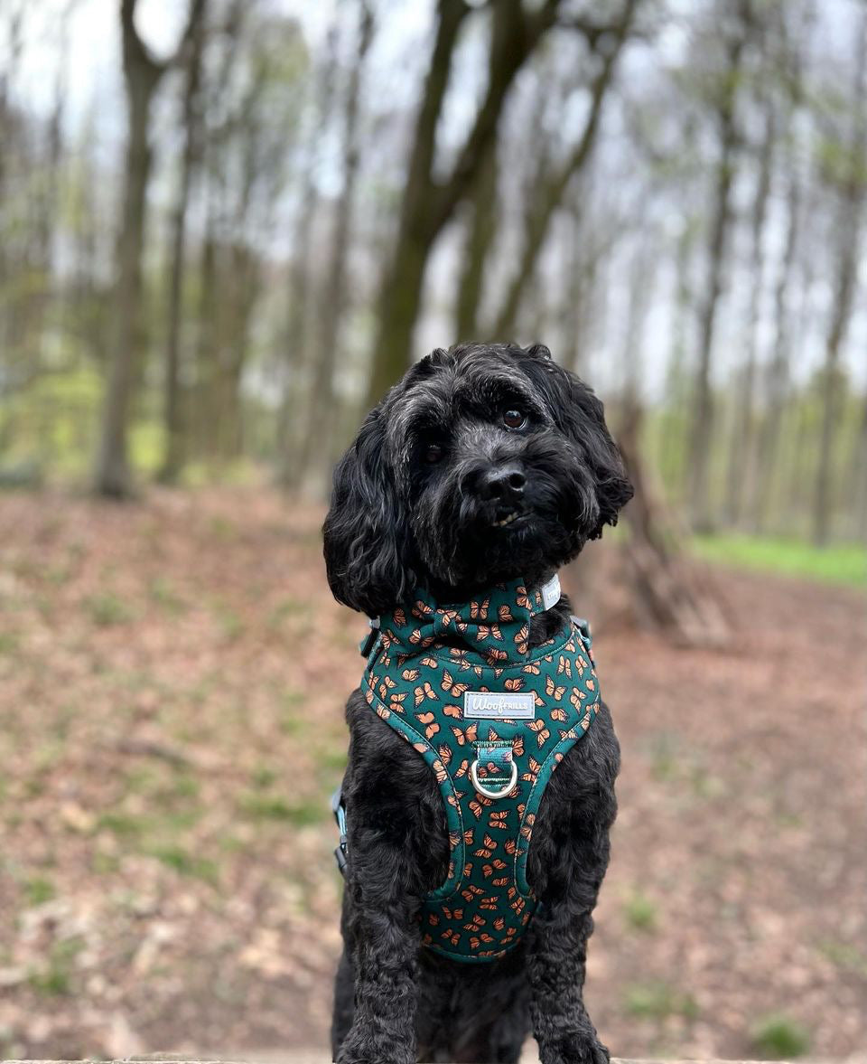 Dog harness, Dog collar and lead set | BUNDLE OF YOUR CHOICE | Pupperfly Frills
