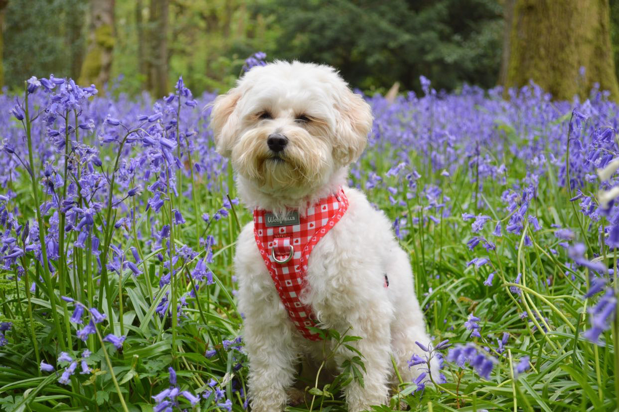 Dog harness, Dog collar and lead set | BUNDLE OF YOUR CHOICE | Picnic to my heart