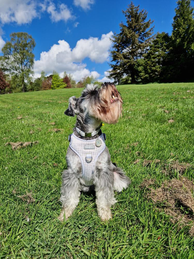 Dog Harness | Sage you love me