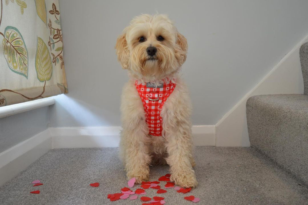 Dog Harness | Picnic to my heart