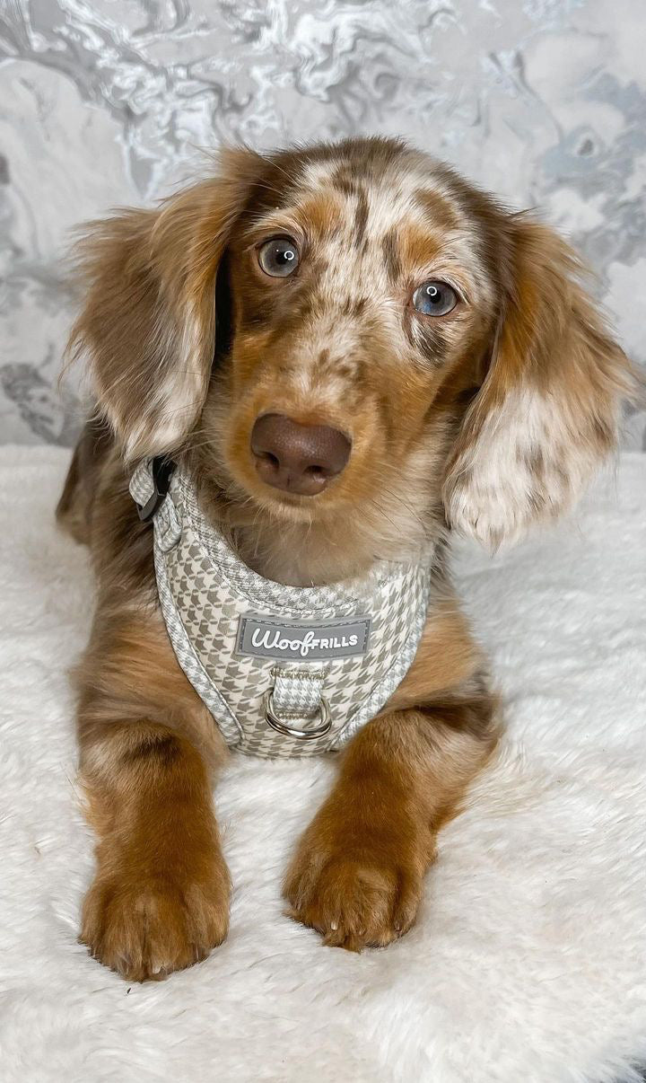 Dog Harness | Sage you love me