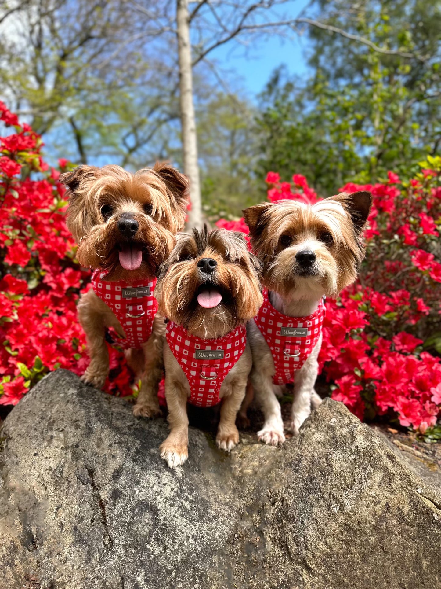 Dog Harness | Picnic to my heart