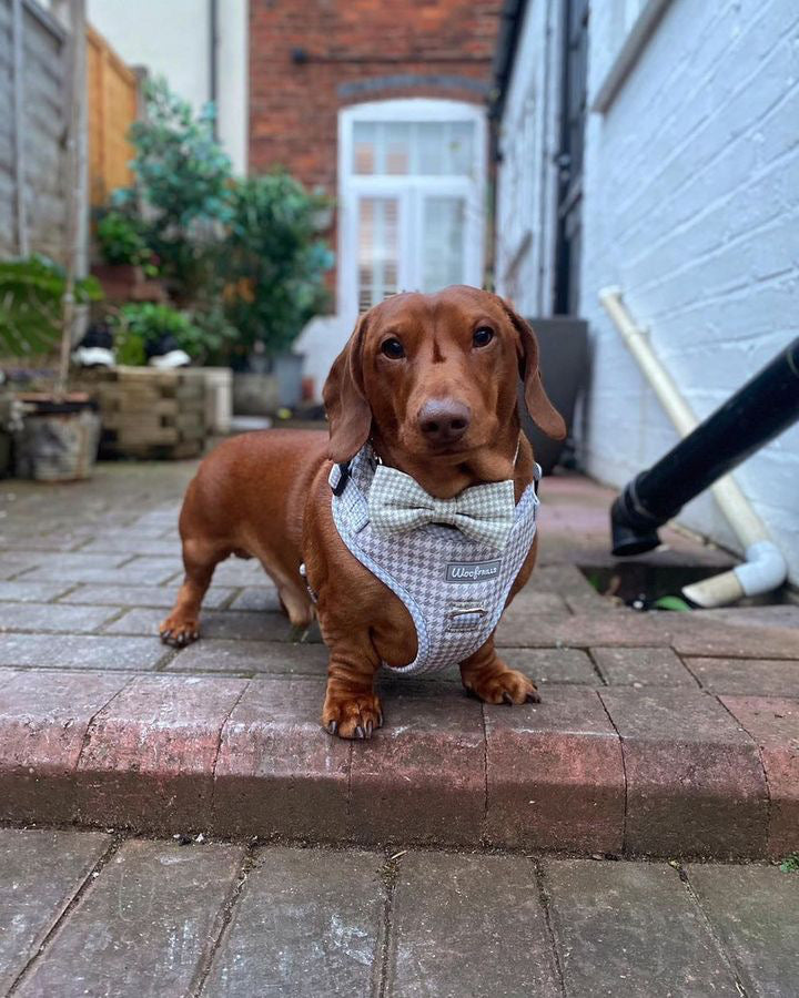 Dog Harness | Sage you love me