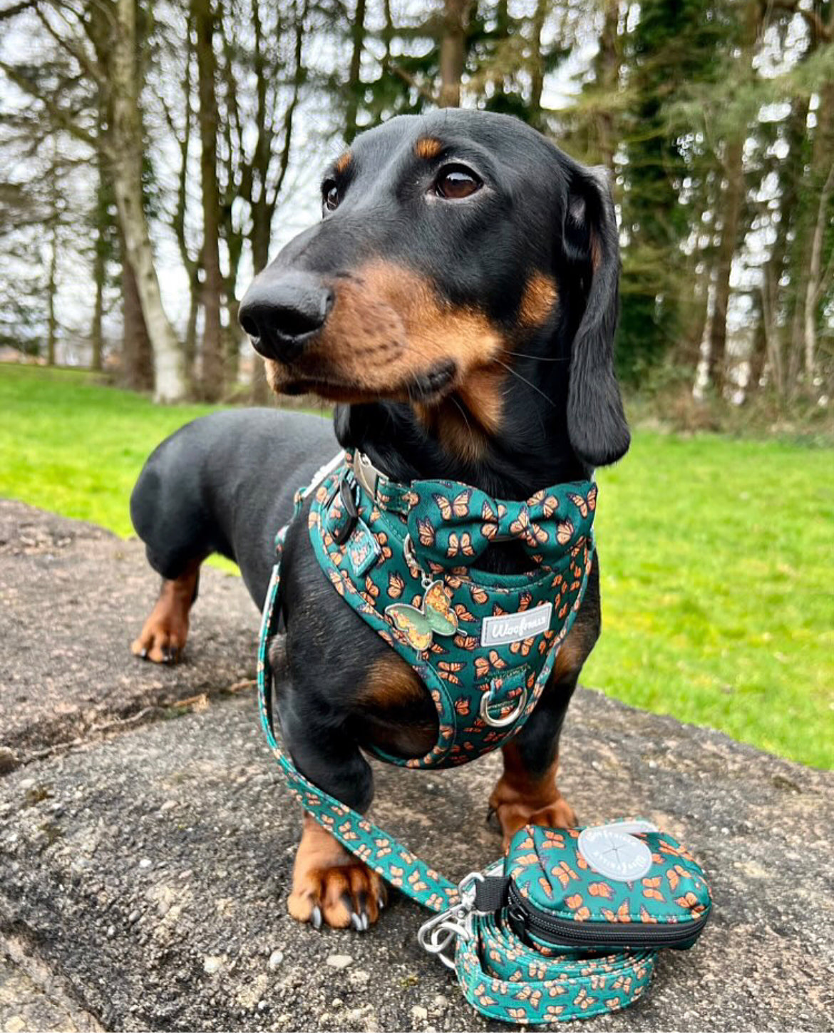 Dog harness, Dog collar and lead set | BUNDLE OF YOUR CHOICE | Pupperfly Frills