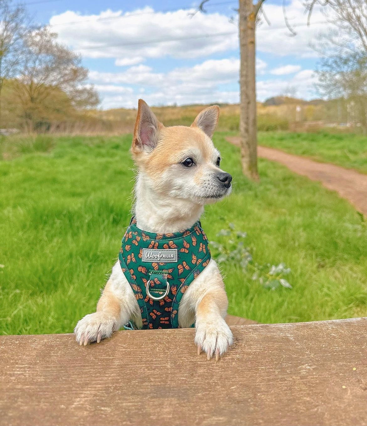 Dog harness, Dog collar and lead set | BUNDLE OF YOUR CHOICE | Pupperfly Frills