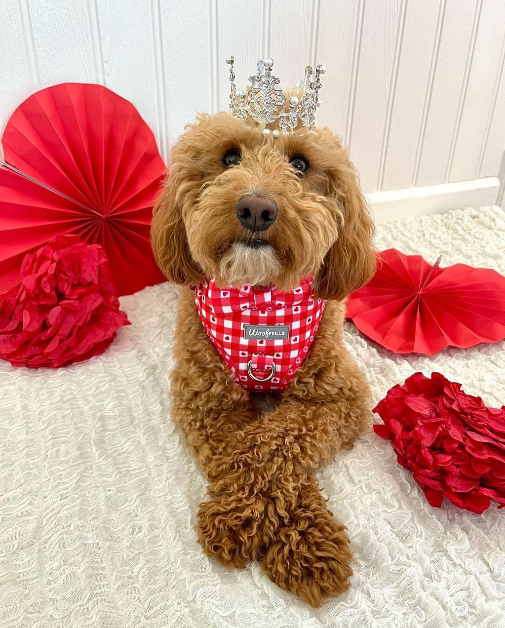 Dog Harness | Picnic to my heart