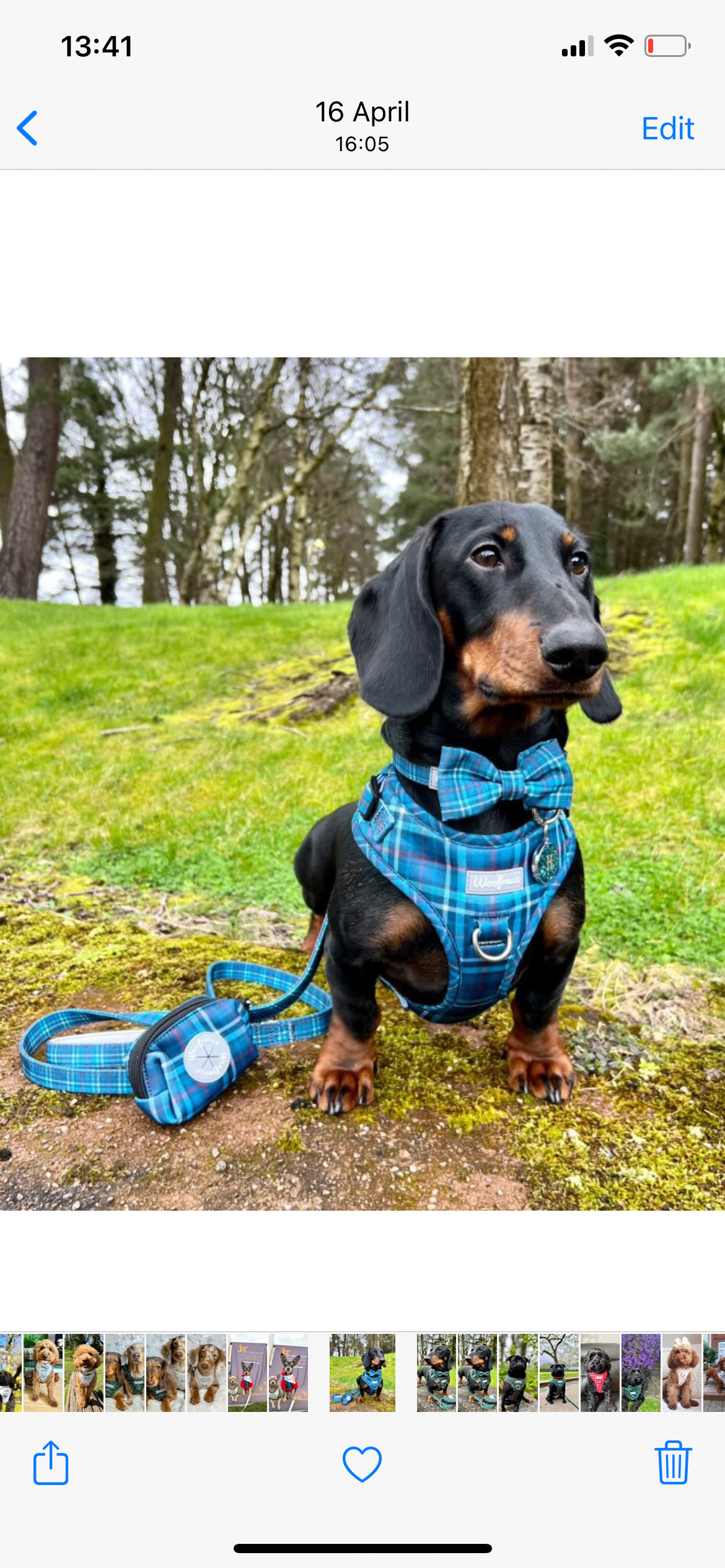 Dog Bow tie - Plaid Date