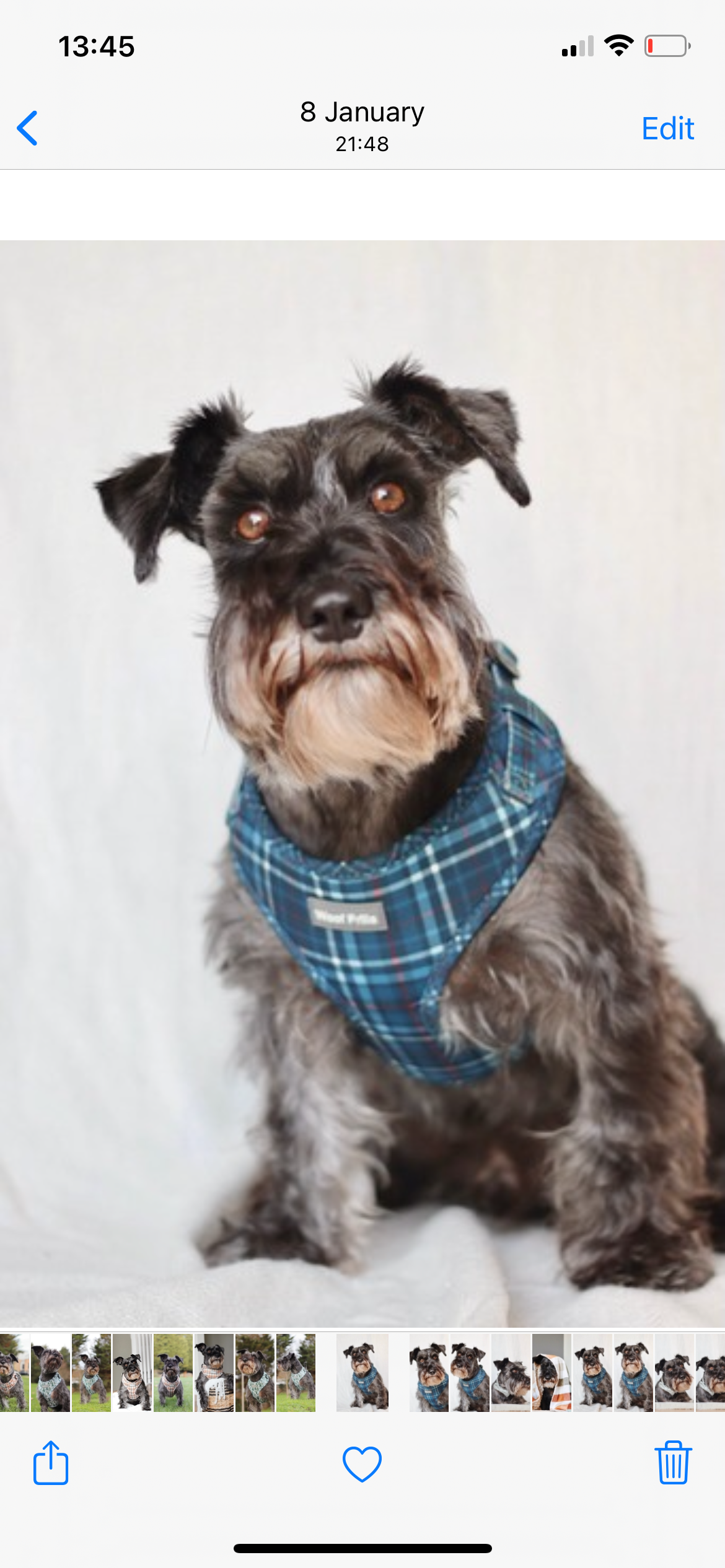 Dog harness, Dog collar and lead set | BUNDLE OF YOUR CHOICE | Plaid Date