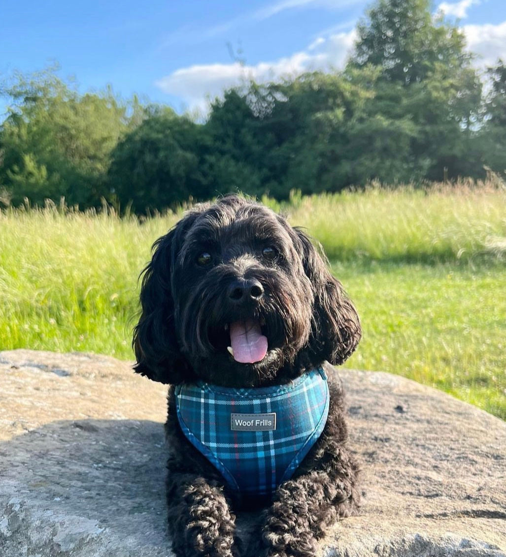 Dog harness, Dog collar and lead set | BUNDLE OF YOUR CHOICE | Plaid Date