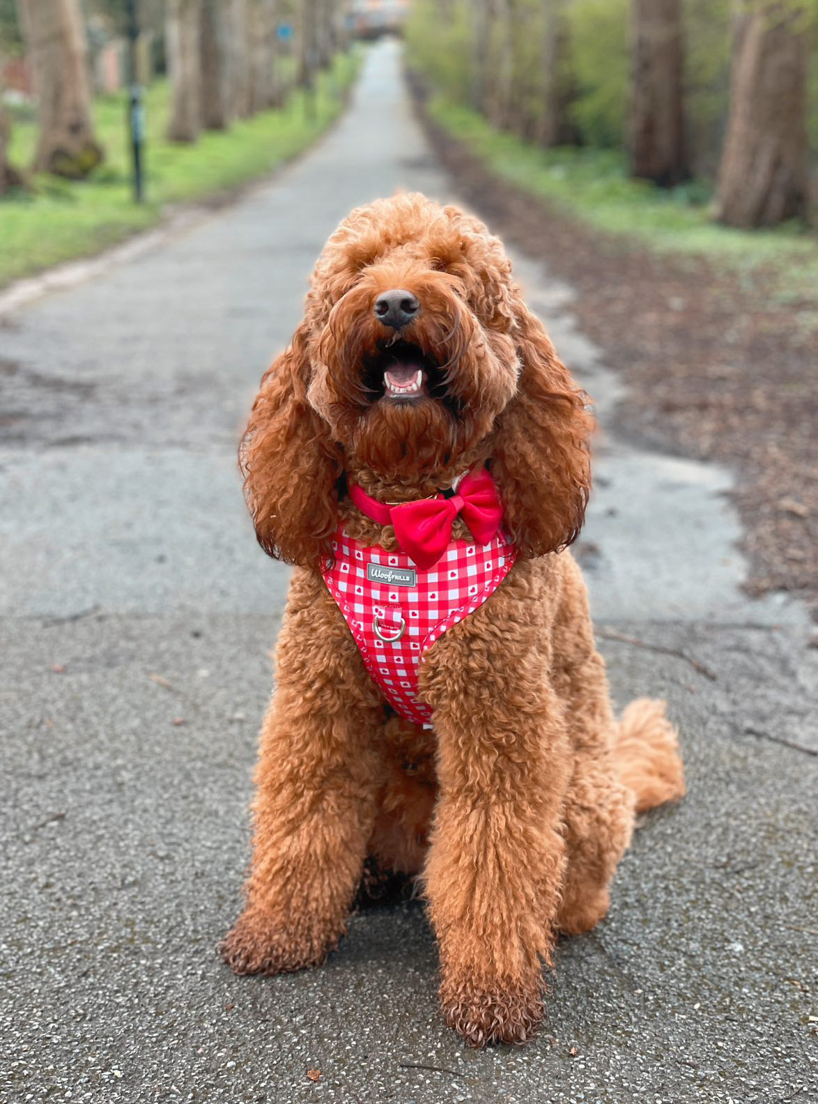 Dog Harness | Picnic to my heart