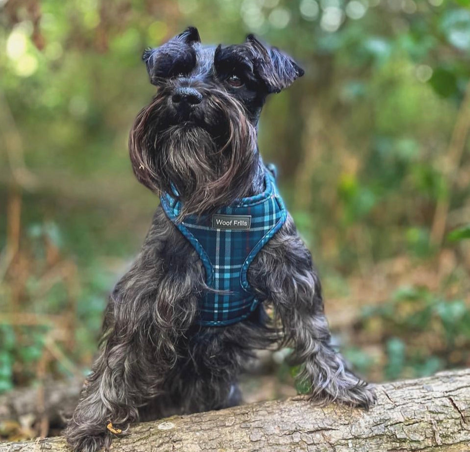 Dog harness, Dog collar and lead set | BUNDLE OF YOUR CHOICE | Plaid Date
