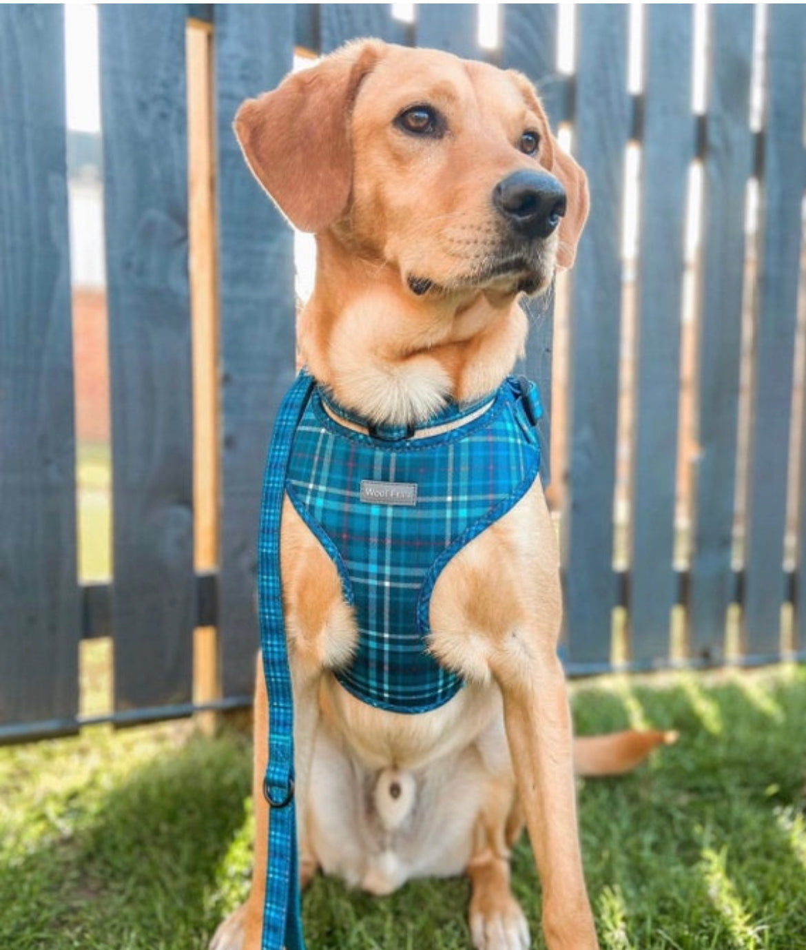 Dog harness, Dog collar and lead set | BUNDLE OF YOUR CHOICE | Plaid Date
