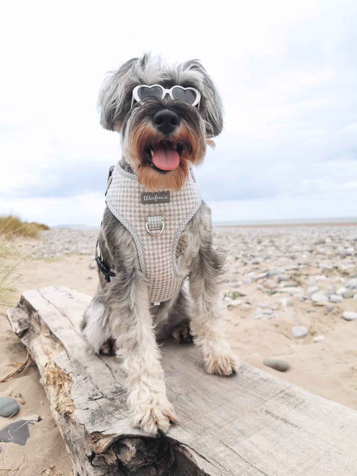 Dog Harness | Sage you love me