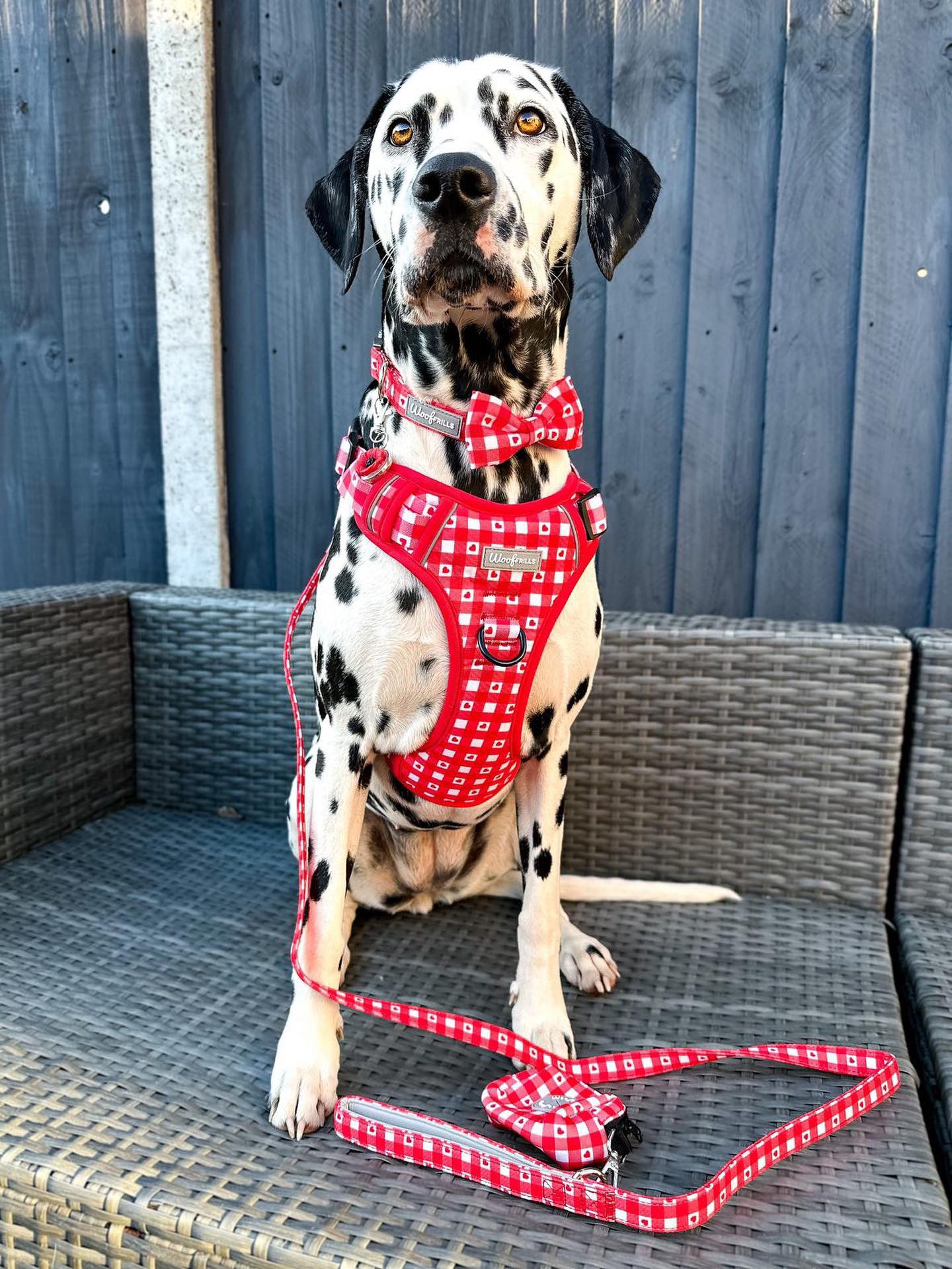 Dog Harness | Picnic to my heart