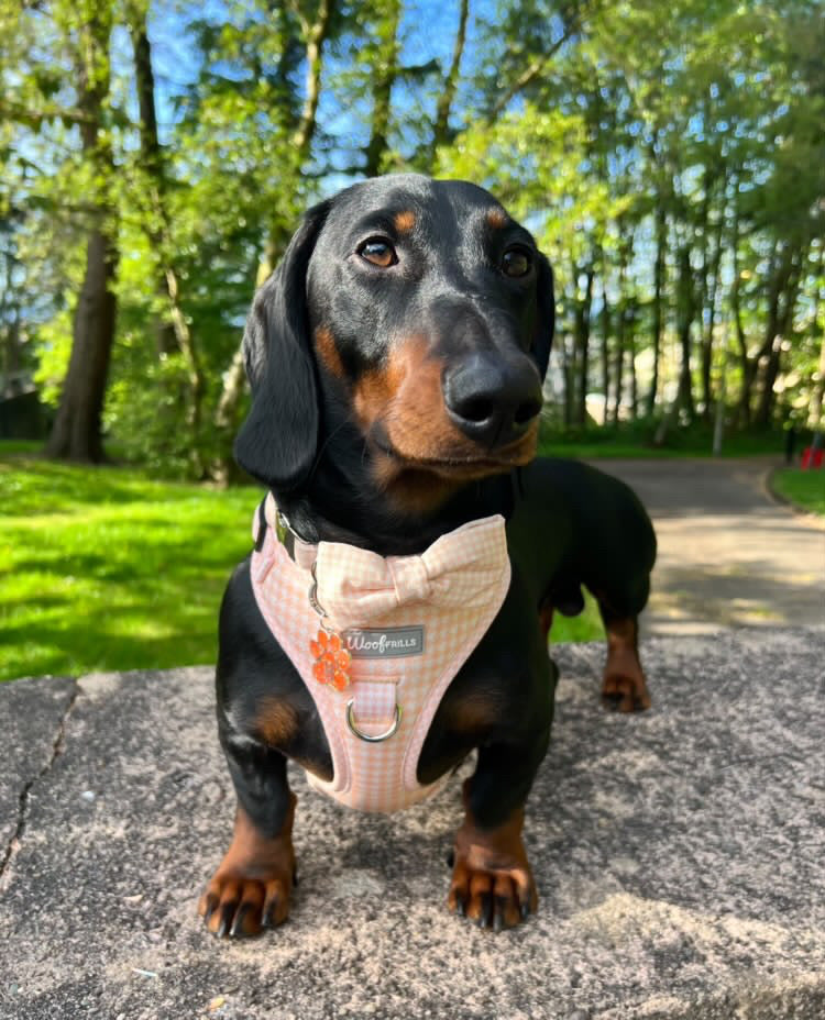 Dog Harness | Peach Please
