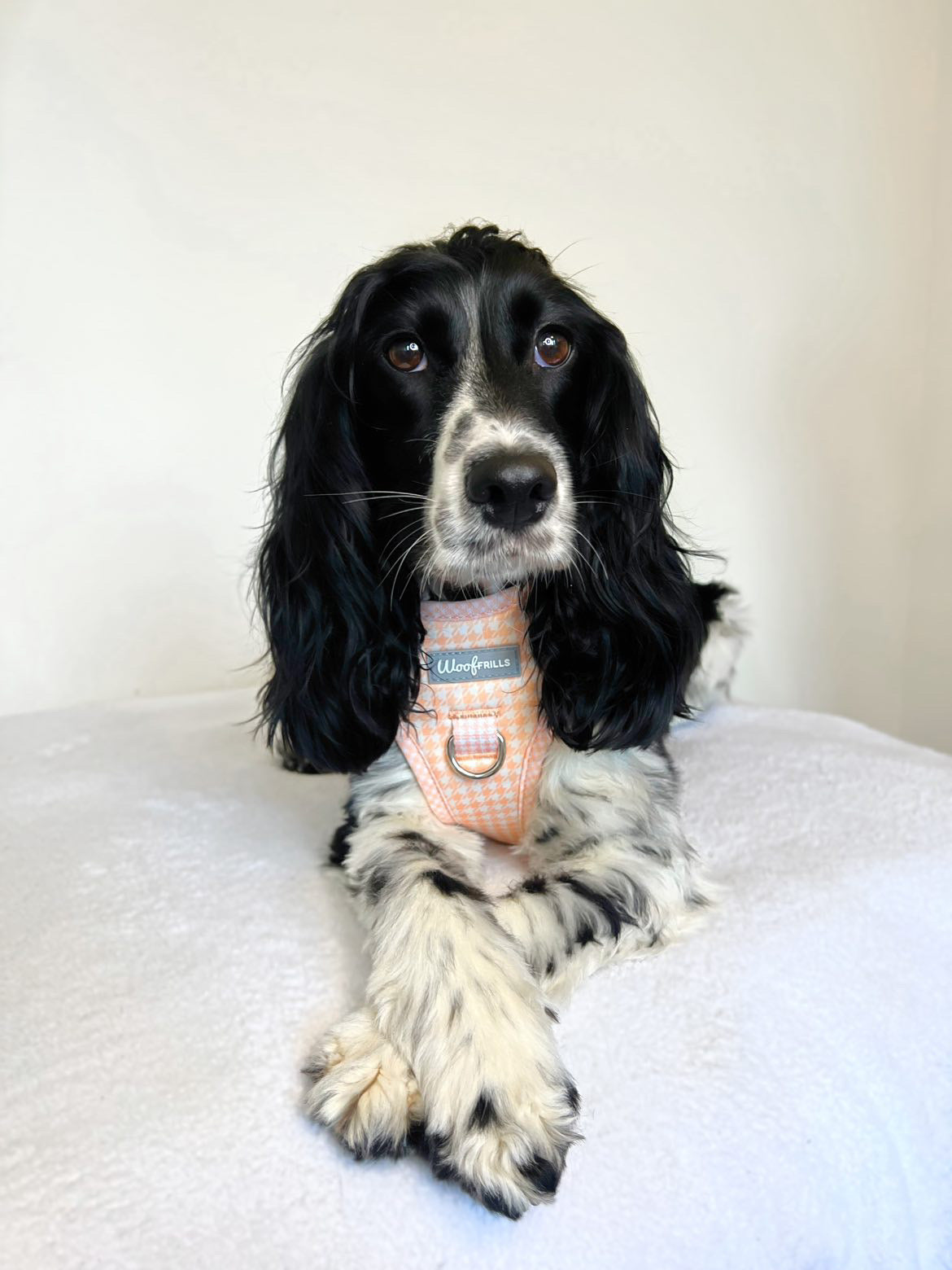 Dog Harness | Peach Please