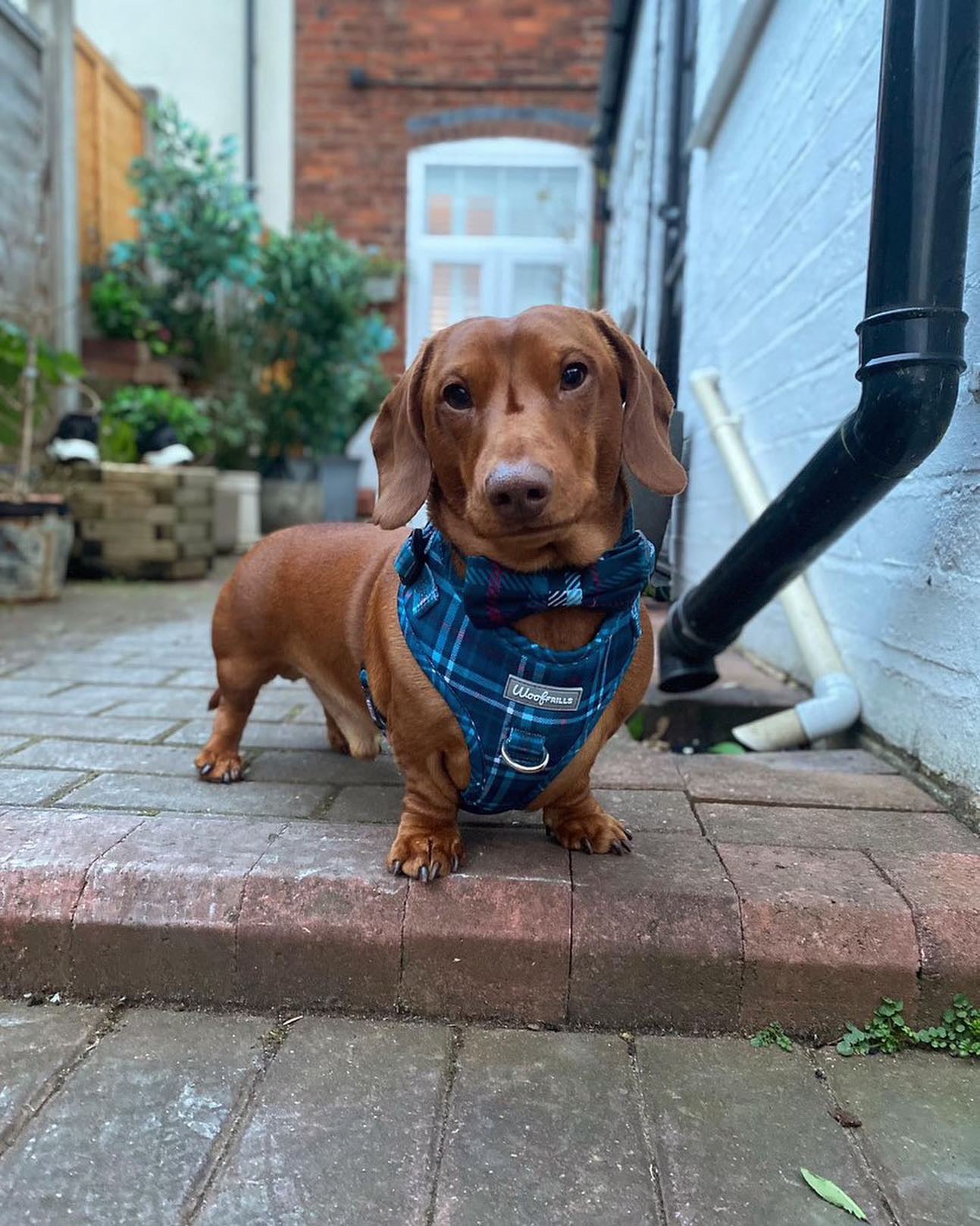Dog harness, Dog collar and lead set | BUNDLE OF YOUR CHOICE | Plaid Date