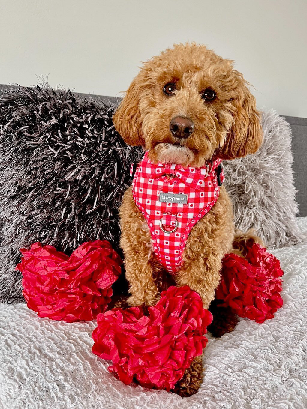Dog Harness | Picnic to my heart