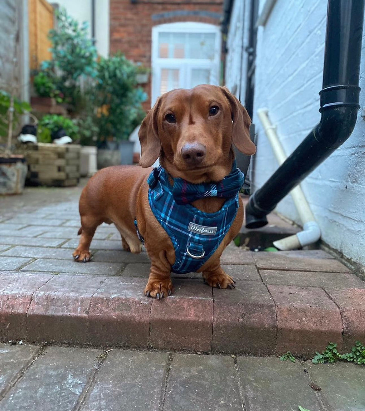 Dog Bow tie - Plaid Date