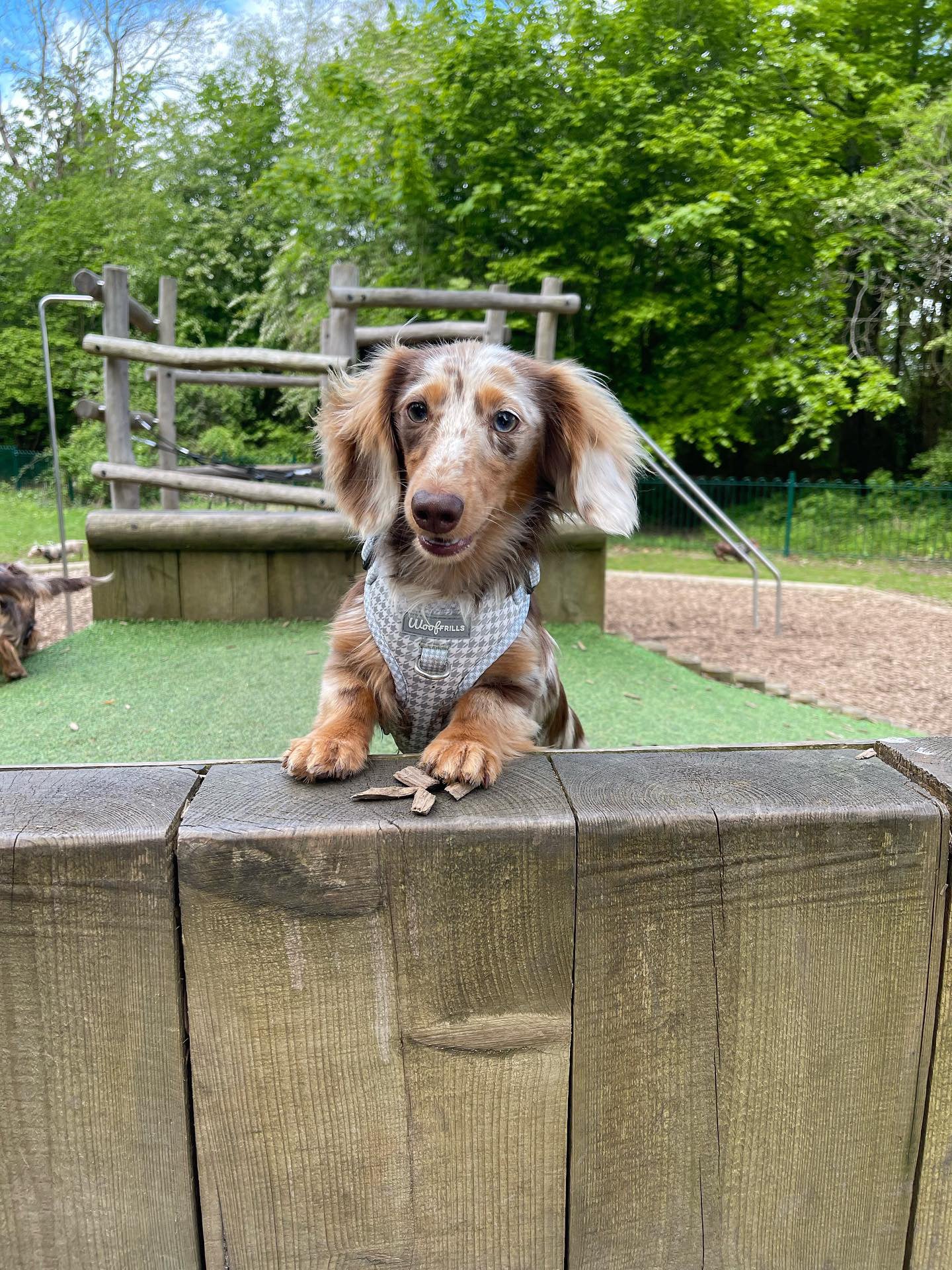 Dog Harness | Sage you love me