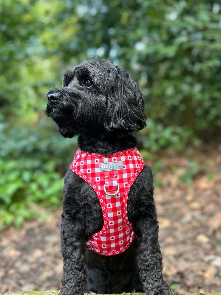 Dog Harness | Picnic to my heart