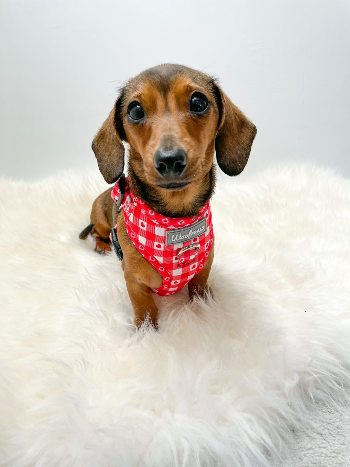 Dog harness, Dog collar and lead set | BUNDLE OF YOUR CHOICE | Picnic to my heart