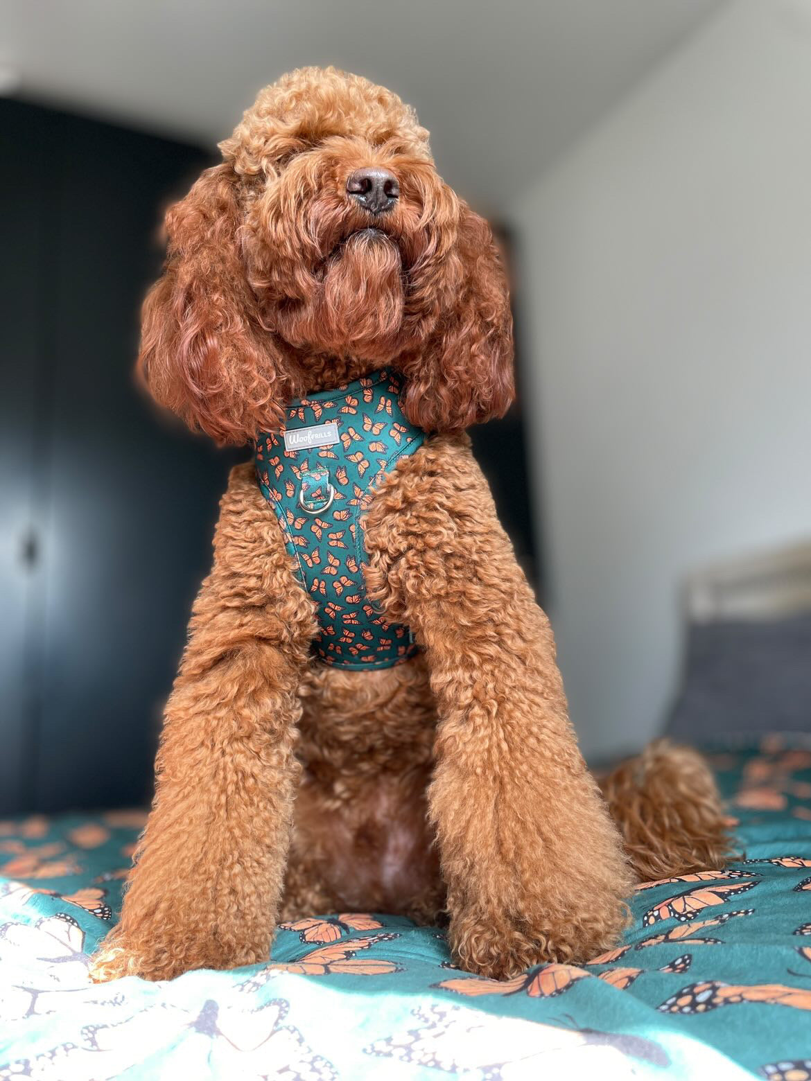 Dog harness, Dog collar and lead set | BUNDLE OF YOUR CHOICE | Pupperfly Frills