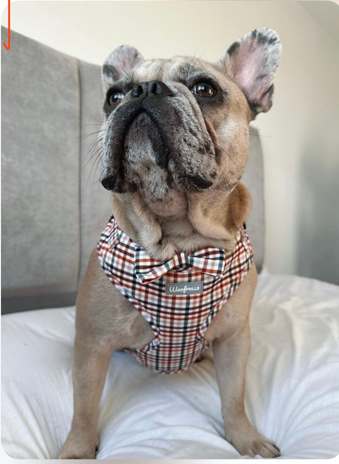 Frenchie looking smart in a cute dog harness with matching bow tie