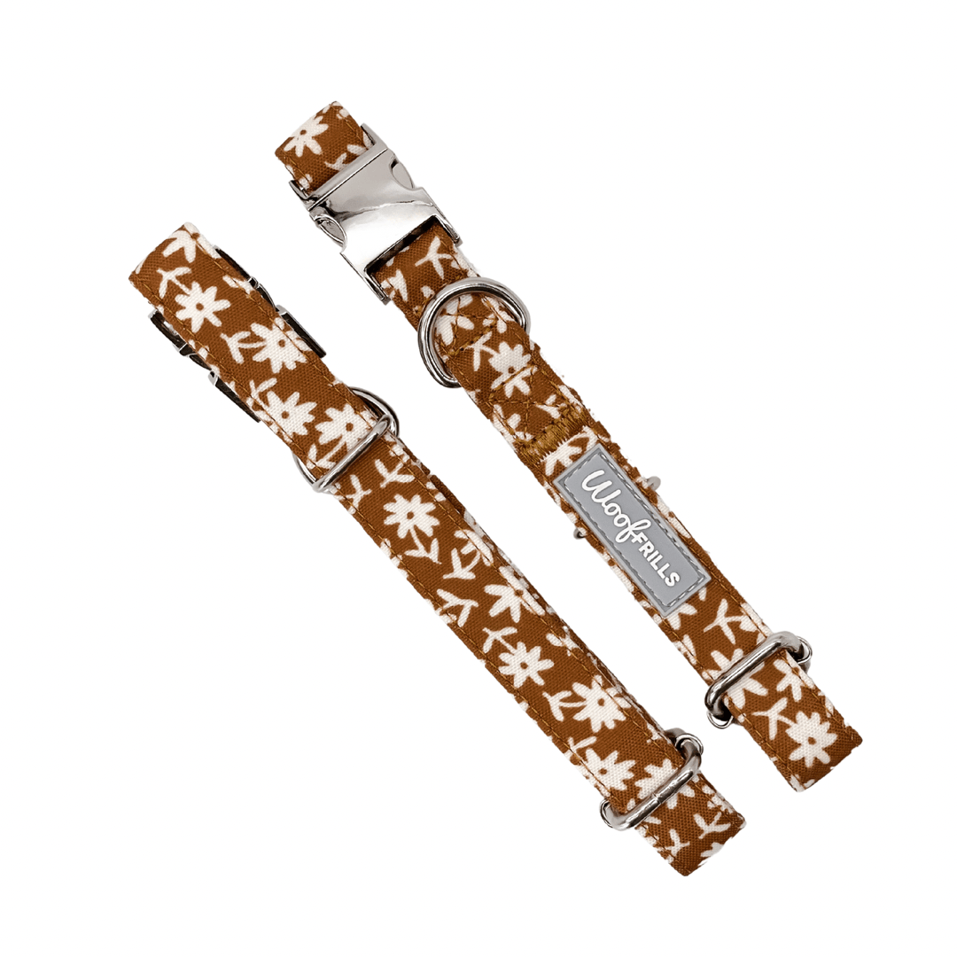 Puppy 2024 color collars