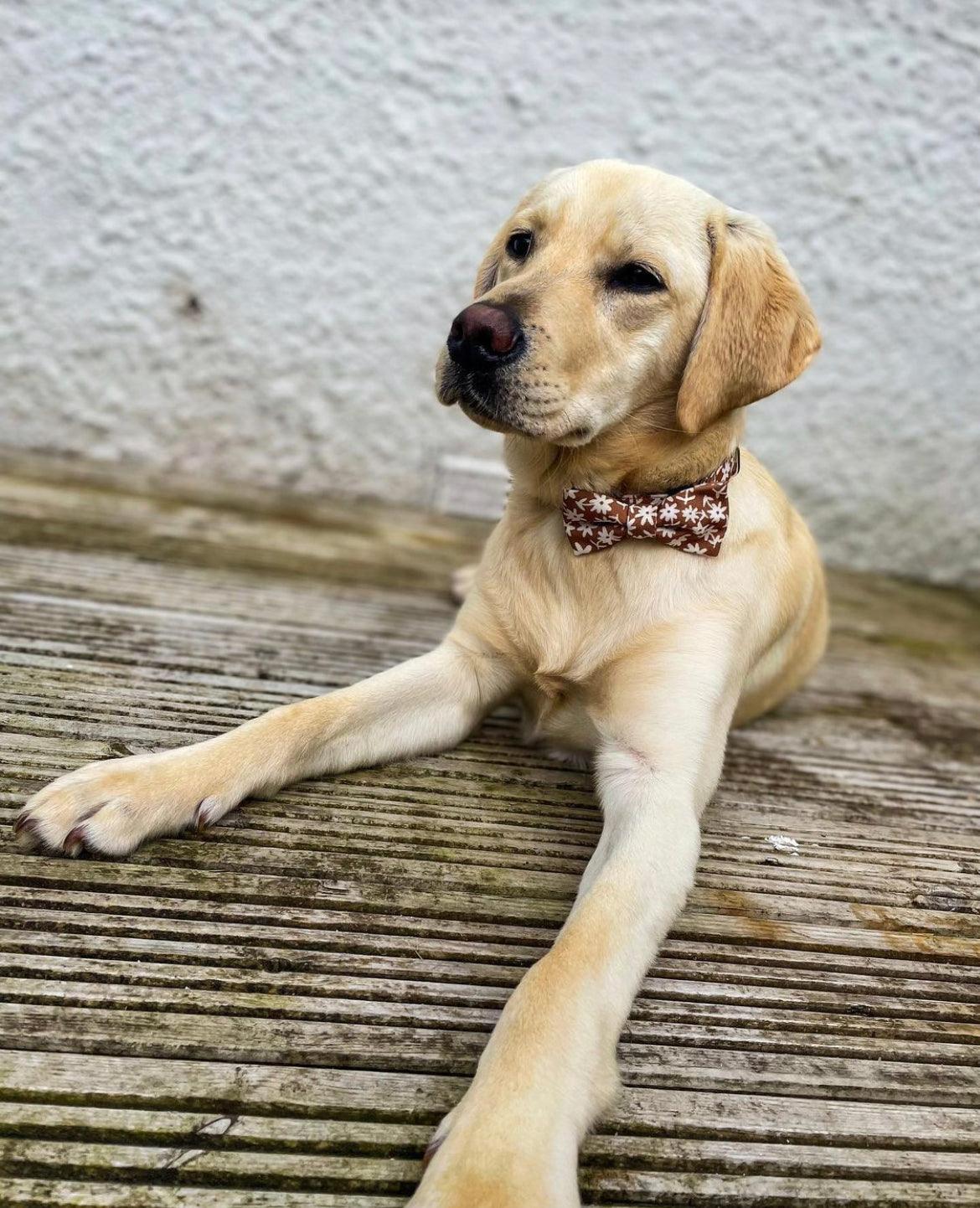 Dog Bow tie - Bloom me away - Woof Frills