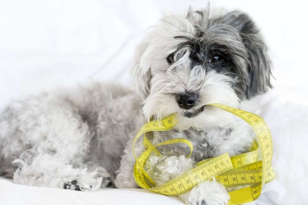 cute white dog biting measuring tape snow