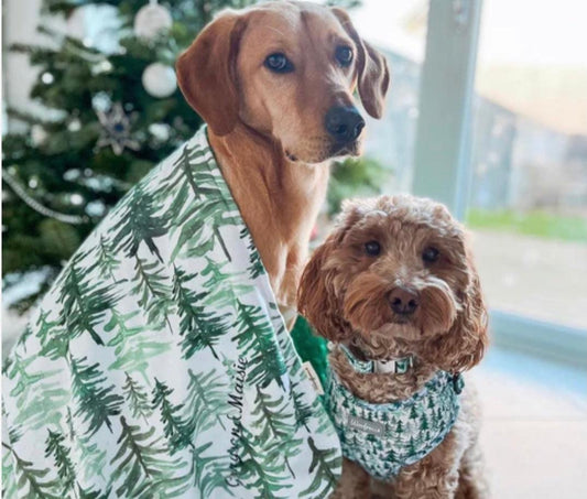 Cute dogs wearing a dog harness wrapped up in a warm soft dog blanket