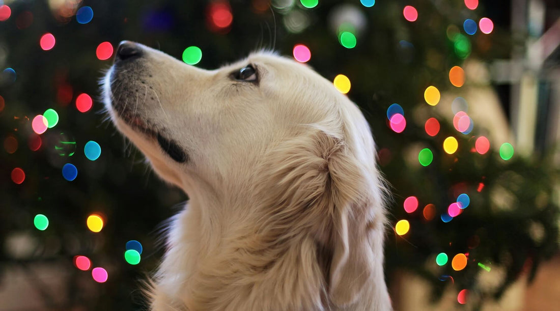 A Golden Retriever dog gazing up at a Christmas tree with colourful lights, highlighting tips to Keep dogs safe this Christmas